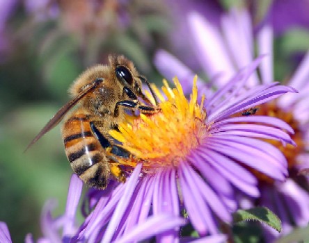 http://www.solutions-site.org/artman/uploads/759px-european_honey_bee_extracts_nectar.jpg