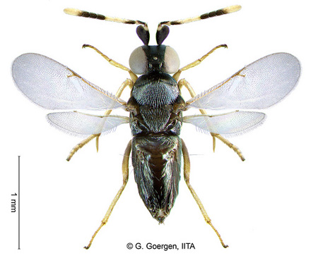 The Anagyrus Lopezi wasp - a