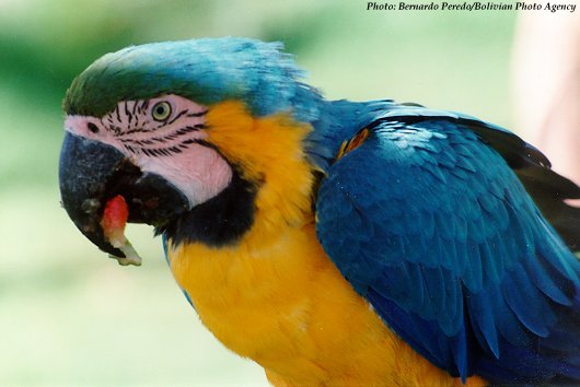 Blue+macaws+pictures