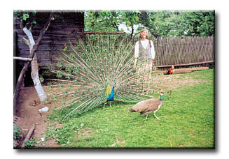 Peacocks