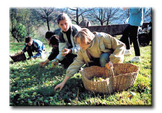 Harvesting