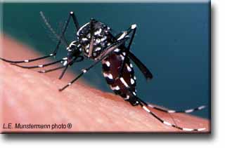 Aedes albopictus