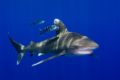 Oceanic white tip shark: Some species, such as the oceanic white tip, have experienced declines of up to 99 percent. Due to their life history characteristics of slow growth, late maturity, and production of few young, sharks are exceptionally vulnerable to overexploitation and slow to recover once depleted.  Photograph by Jim Abernethy courtesy of the Pew Environment Group