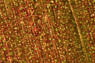 The underside of a leaf of Tradescantia zebrina. The majority of the surface is made up of epidermal cells with the occasional: stoma - a pore in the leaf which can open and close to control gas exchange, primarily to minimize loss of water vapor while still taking up carbon dioxide. In this species the stomata cells are green (due to chlorophyll) while the epidermal cells are red in color due to additional pigmentation. Text and Image courtesy of Zephyris from Wikipedia