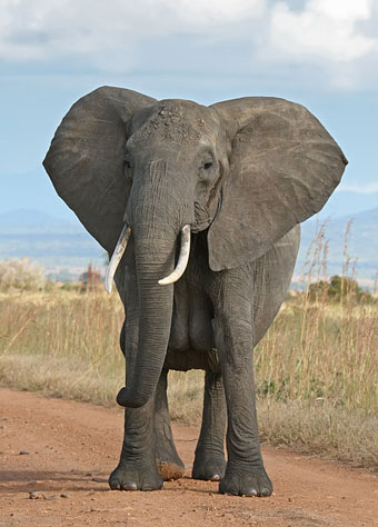 African elephant in Mikumi National Park, Tanzania: Photograph by Muhammad Mahdi Karim courtesy of Wikipedia