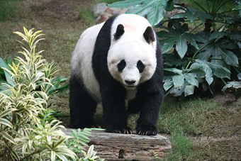 Giant Panda.: Photograph by J. Patrick Fischer, taken in Ocean Park, Hongkong Courtesy of Wikipedia