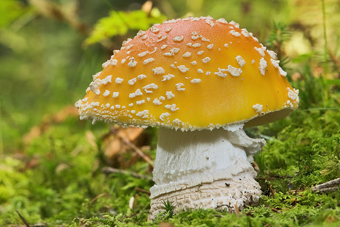 The fly agaric (Amanita muscaria), a fungi of the class Agaricomycetes,: is one of the best known poisonous fungi. The specimen in the picture measures about 115 mm in height and has not fully opened up yet.   Photograph courtesy of Wikipedia.