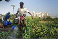 Under previous groundwater regulations, many poor farmers in West Bengal were forced to water by hand: The reformed policy should open up new opportunities. Photograph by Chhandak Pradhan, courtesy of IWMI