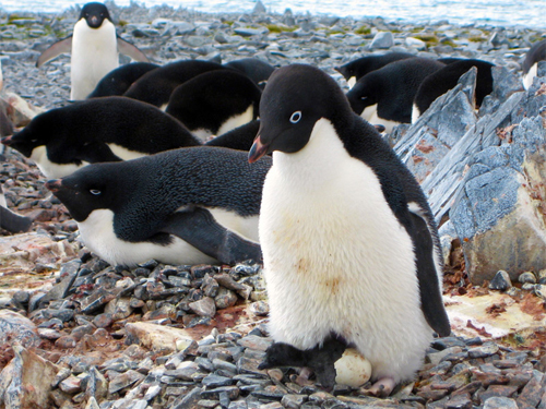 The Torgersen Island Penguin Camera The Penguin Camera is located on Torgersen Island (64°46’S, 64°04’W),: off the coast of Anvers Island and less than a mile from Palmer Station. Torgersen Island is home to a colony of Adélie penguins numbering approximately 2,500. This camera is seasonal and operates primarily from October to February, the Adélie breeding season. The camera is solar-powered and may sometimes experience brief outages due to inclement weather. Image and text courtesy of  United States Antarctic Program