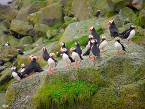 Alaska Maritime National Wildlife Refuge: Photograph courtesy of NOAA