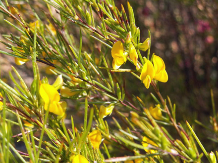 “Red Bush,” Rooibos