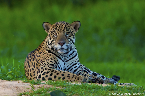 The jaguar (Panthera onca) is the third largest cat in the world, after the tiger and lion, but it is the largest feline: in the Western Hemisphere.  During the 1960’s and 1970’s, the jaguar was heavily hunted for its beautiful coat. As many as 18,000 wild jaguars were killed each year until the Convention on the International Trade in Endangered Species (CITES) of 1973 brought the pelt trade to a near halt. Today, jaguars continue to be hunted due to conflict with humans who live in fear of them, or view them as a threat to their livelihoods. Photograph by Steve Winter courtesy of Panthera.