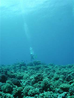 Marine scientists study how corals and other species respond to more acid seas.: Photograph courtesy of  NSF Moorea Coral Reef Long-Term Ecological Research Site