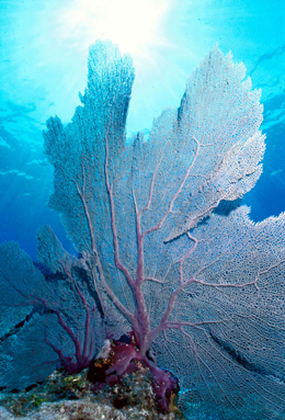 The common sea fan is but one of the species being affected by acidifying oceans.: Photograph courtesy of NOAA