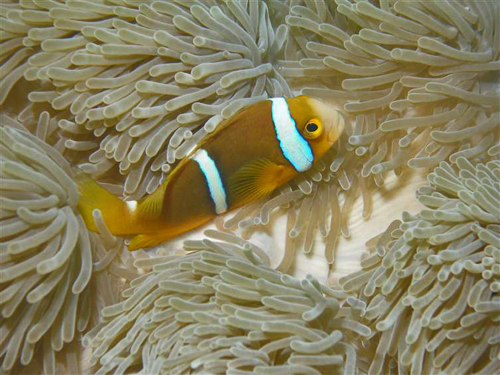 Corals form the backbone of a reef ecosystem that supports many other creatures.: Photograph courtesy of NSF Moorea Coral Reef Long-Term Ecological Research Site