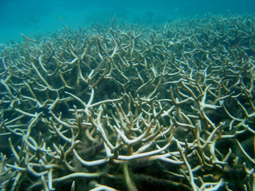 Coral reefs in the tropics and beyond are threatened by acidifying oceans.: Photograph courtesy of NOAA