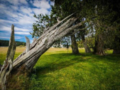 Landscape found at a San Juan Island National Historic Park: Photograph courtesy of NOAA