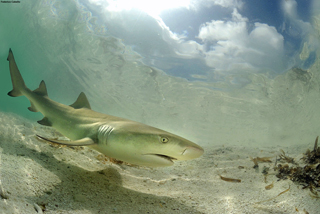 Tavares’ research has shown that Los Roques is one of the most important shark breeding areas of the Caribbean Sea;: protecting this area secures healthier shark populations throughout the region. Photograph by Federico Cabello