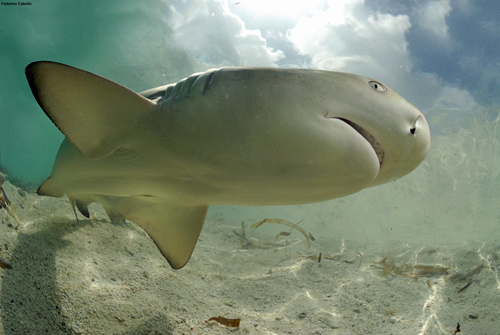 Local fishermen have committed to protecting sharks in order to maintain the health of the ocean environment.: Photograph by Federico Cabello