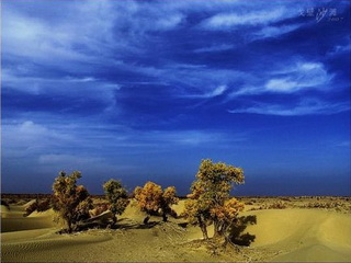Huyang (Populous diversifolia) in China's Far West