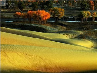 Huyang (Populous diversifolia) in China's Far West