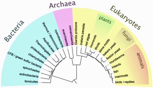 A tree of life based on modern genetic analyses;: the small black line from which the tree branches is the common ancestor of all life on Earth. Photograph courtesy of  Wikimedia Commons