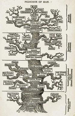 The Tree of Life as seen by Ernst Haeckel in the The Evolution of Man (1879): Image and text courtesy of  Wikimedia Commons