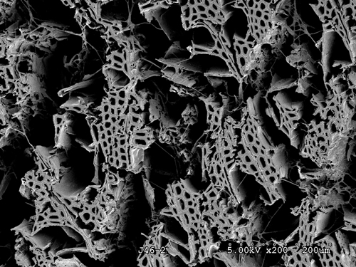 A scanning electron micrograph of wood that has been decayed by white rot.: The white filaments of the fungi can be seen among the degraded wood cells. They produce a diverse array of enzymes that degrade the wood. The wood structure, including lignin and cellulose, has been largely destroyed by the fungus. Photograph courtesy of  Robert A. Blanchette / Joel . Jurgens, University of Minnesota