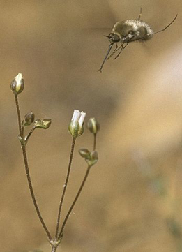 Bear Valley Sandwort, Arenaria ursina with bee fly.: Photograph courtesy of US Forest Service, no copyright. Cropped, by Scott Eliason http://www.fs.fed.us/wildflowers/regions/pacificsouthwest/BaldwinLake/in..., Public Domain, https://commons.wikimedia.org/w/index.php?curid=6398038