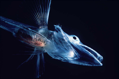 An icefish off the coast of Antarctica.: The Antarctic icefish belong to the perciform suborder Notothenioidei and are the largely endemic, dominant fish taxa in the cold continental shelf waters surrounding Antarctica.  Photograph courtesy of Wikipedia
