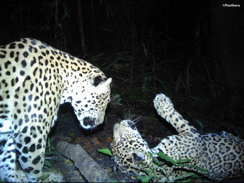 An intimate portrait of a male and female jaguar, the latter rolling on the ground.: Photograph ©Panthera