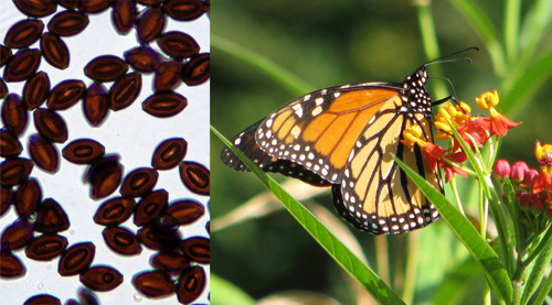 Monarch butterflies carry infections in parts of the U.S. where they breed year-round.: Photograph courtesy of NSF by P. Davis and S. Altizer
