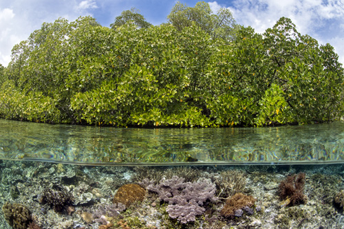 Coral Reef and mangroves in Indonesia Credit: Alex Mustard / Ocean Image Bank