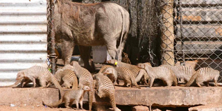 Mongoose, along with other species such as warthogs, are experts at finding human trash.: Photograph courtesy of P. Laver, Virginia Tech