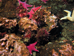 Sea stars and sea urchins are among the organisms found in abundance on the seafloor of McMurdo Sound.: Photograph courtesy of NSF  by Andrew Thurber