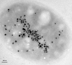 Greigite-containing magnetotactic bacterium from Badwater Basin, Death Valley: Photograph by Dennis Bazylinski and Christopher Lefèvre