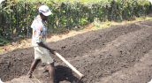 An agricultural program will train approximately 400 farmers and create more than 40 jobs: Photograph courtesy of PIH
