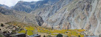 Buckwheat in Sangdak Village: Photograph by Sam Cowan