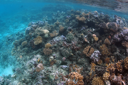 Beautiful coral reefs that ring the island of M'oorea are affected by acidifying ocean waters.: Photograph courtesy of NSF M'oorea Coral Reef Long-Term Ecological Research Site