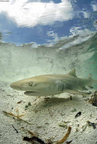 Shark scientist, Rafael Tavares, has been studying the lemon shark and other species in this area for more than 10 years.: Photograph by Federico Cabello