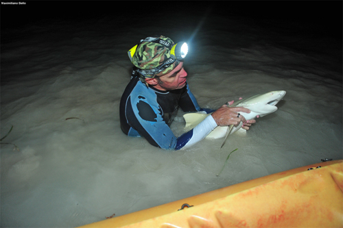 Rafael Tavares on a research trip, preparing to tag a juvenile lemon shark in the lagoons of Los Roques.: Photograph by Maximiliano Bello