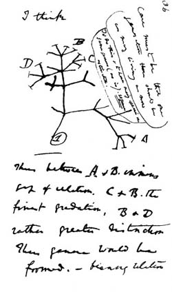 Charles Darwin (1809–1882) was the first to produce an evolutionary tree of life.: Page from Darwin's notebooks around July 1837 showing his first sketch of an evolutionary tree. Photograph and text courtesy of  Wikimedia Commons